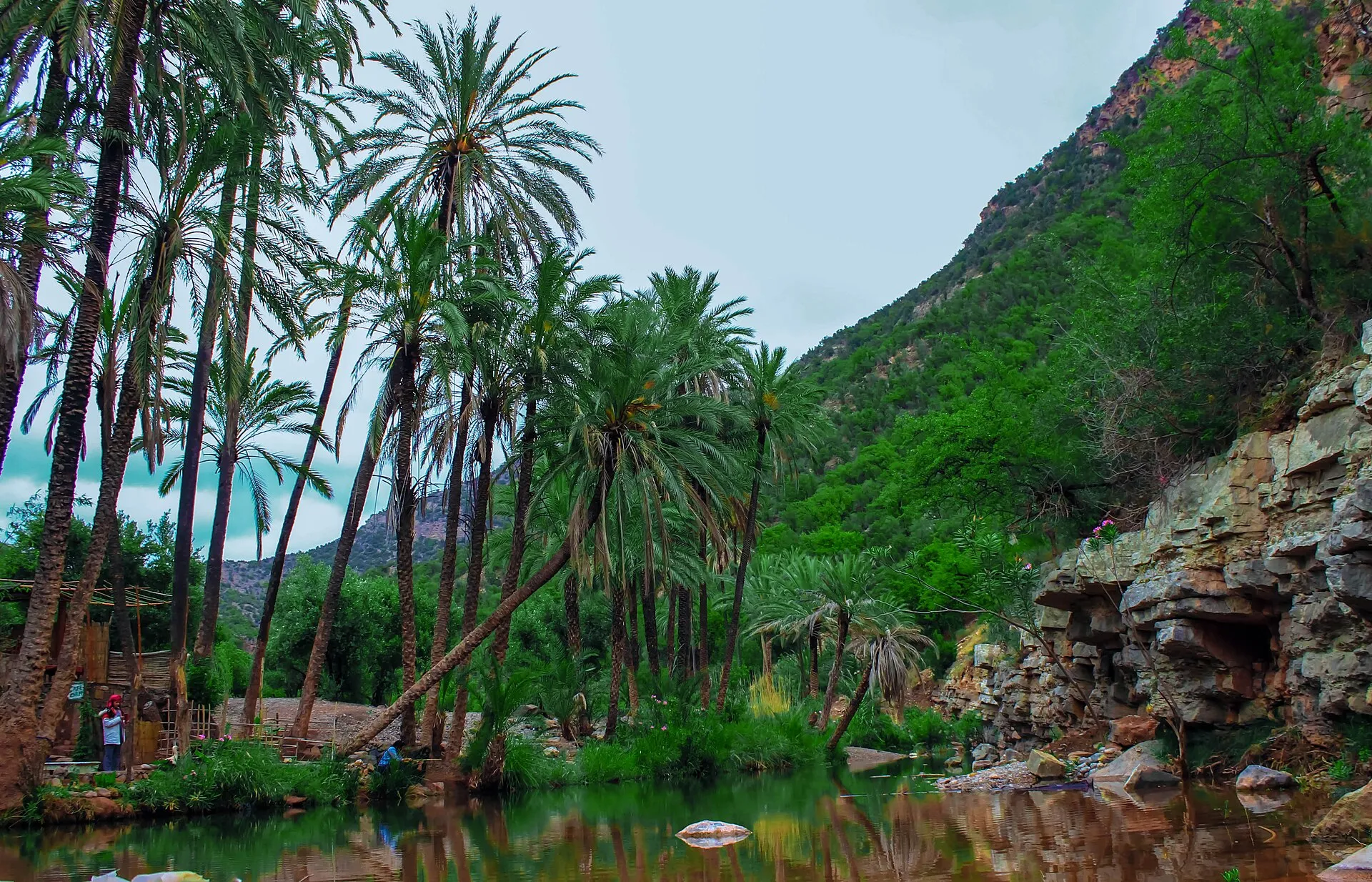 Palm trees and a clear rock pool in the Paradise Valley gorge near Agadir
